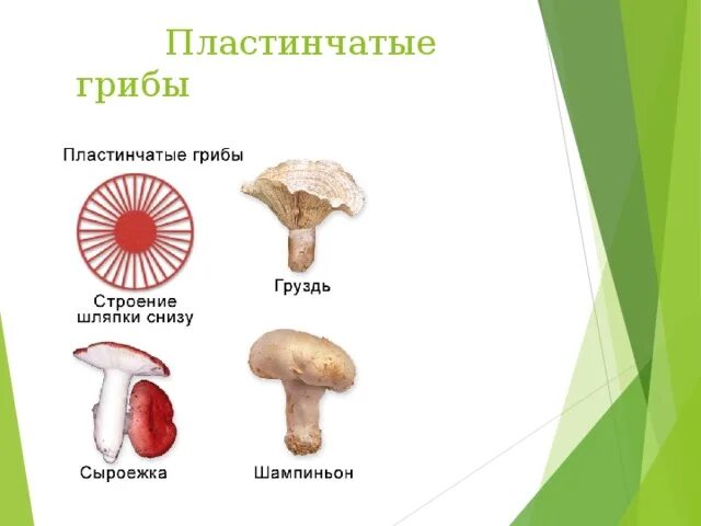 Таблица особенности строения пластинчатый гриб трубчатый гриб. Шляпочные грибы трубчатые и пластинчатые. Сема трубчатых и пластинчатых грибов. Шляпочные и пластинчатые грибы рисунок. Трубчатые и пластинчатые грибы схема.