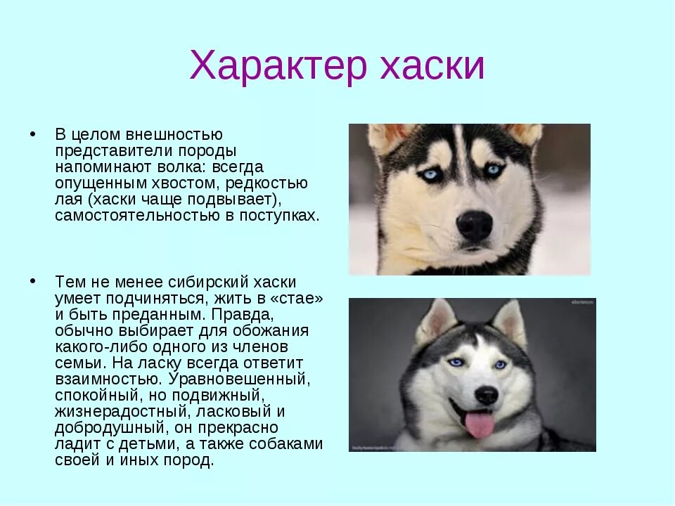Сообщение о породе собак хаски. Хаски собака характеристика породы особенности. Сибирский хаски характер. Хаски описание породы для детей.