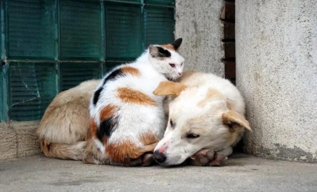 Уличные коты и собаки. Прикольные домашние животные. Необычные собаки и кошки. Дружба людей и животных. Кот и собака вместе.