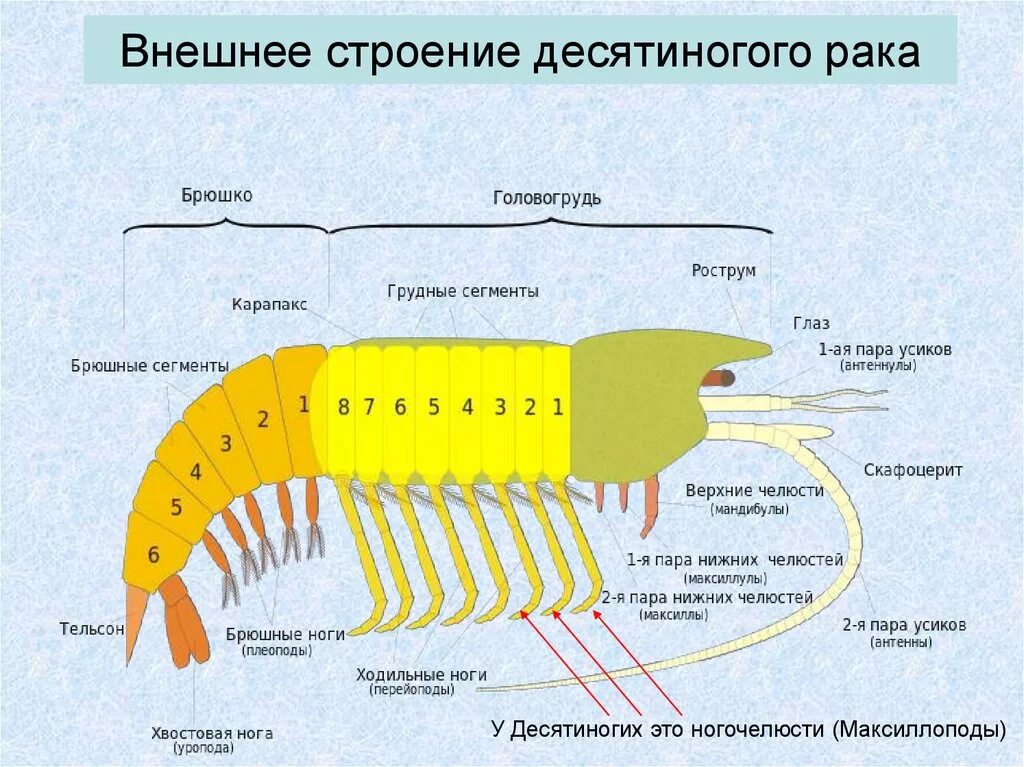 Приведите примеры ракообразных. Внешнее строение креветки конечности. Строение креветки головогрудь. Строение конечностей креветки. Конечности креветки и их функции.