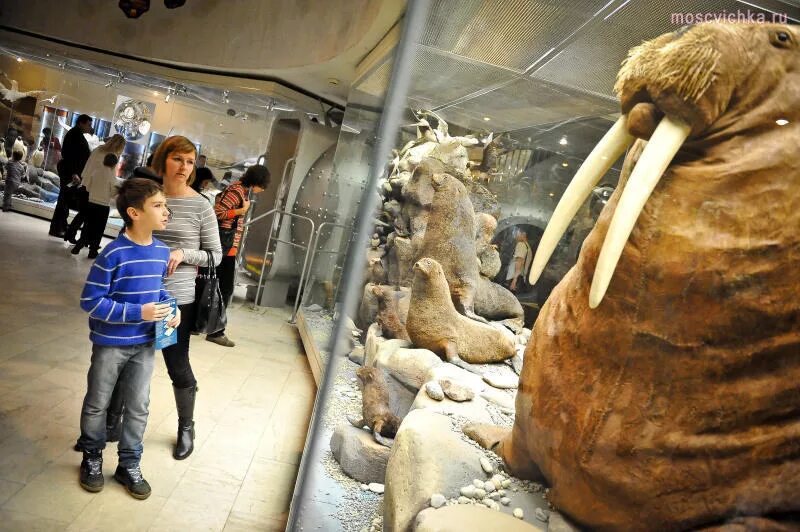 лувр зал графического искусства. париж. лувр музей внутри. самый популярный музей. самый популярный музей.