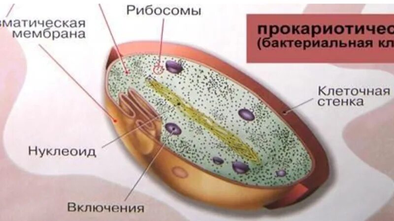 Клетка бактерии клеточная мембрана. Нуклеоид в прокариотической клетке. Мембрана бактериальной клетки. Клеточная мембрана прокариотической клетки.