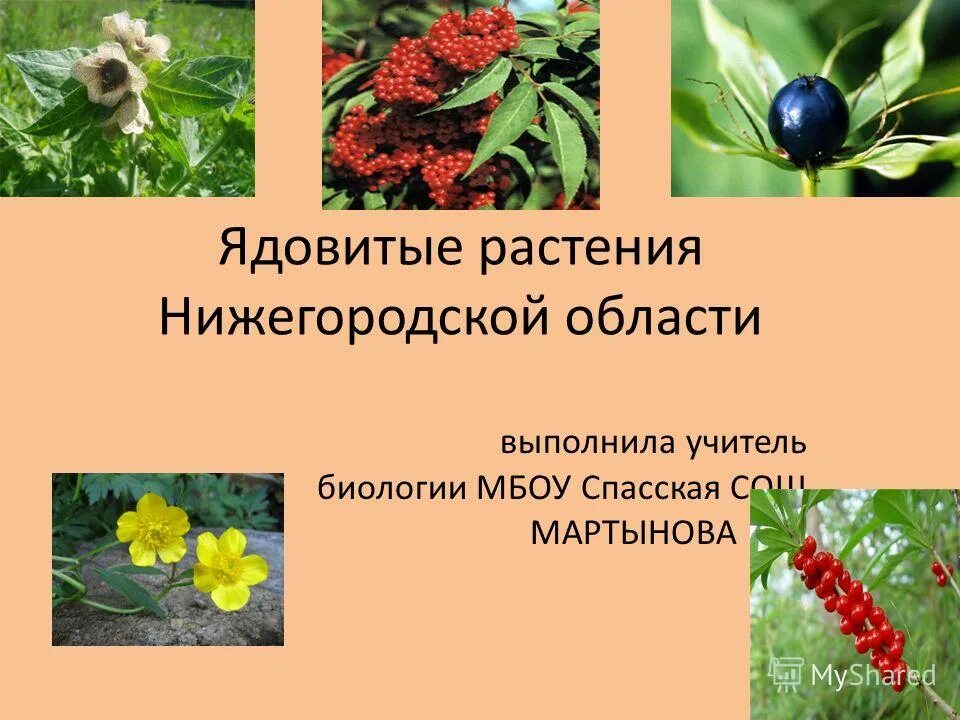 Травы нижегородской области. Ядовитые растения. Дикие ядовитые растения. Ядовитые растения Нижегородской области. Ядовитые кустарники.