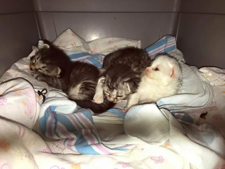 Котята кушают маму. Искусственное вскармливание котят. Маленькие котята без мамы. Маленькие котята без мамы. Сиамские котята новорожденные.