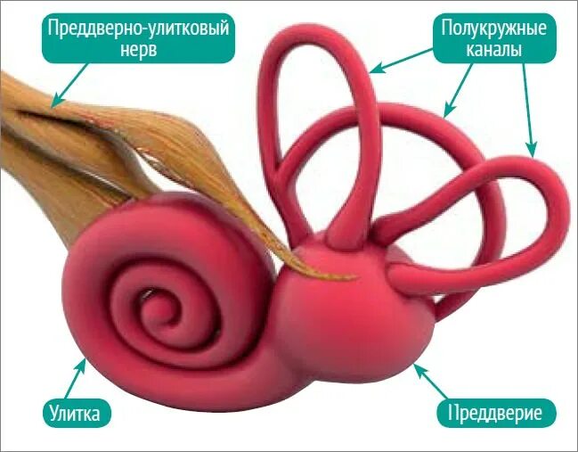 Улитка преддверие полукружные каналы. Строение улитки внутреннего уха. Полукружные каналы внутреннего уха. Строение внутреннего уха. Внутреннее ухо кровообращение