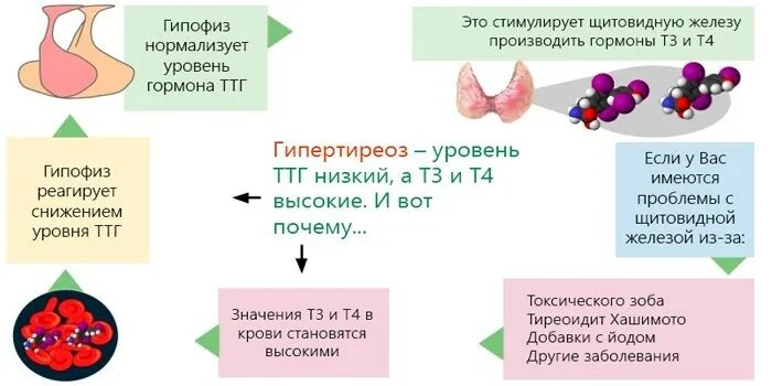 Изменение тканей щитовидной железы. Диффузные структурные изменения щитовидной железы. Аутоиммунный тиреоидит показатели гормонов щитовидной железы. Паренхима щитовидной железы. Диффузные изменения щитовидной железы по типу тиреоидита.