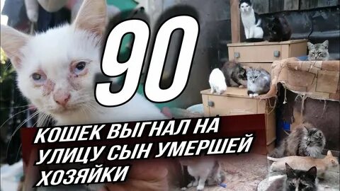 Выгнала кошку из дома