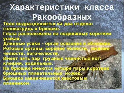 Каковы общие признаки представителей класса ракообразных