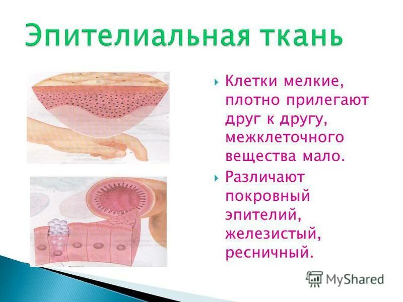 в какой ткани клетки плотно прилегают друг