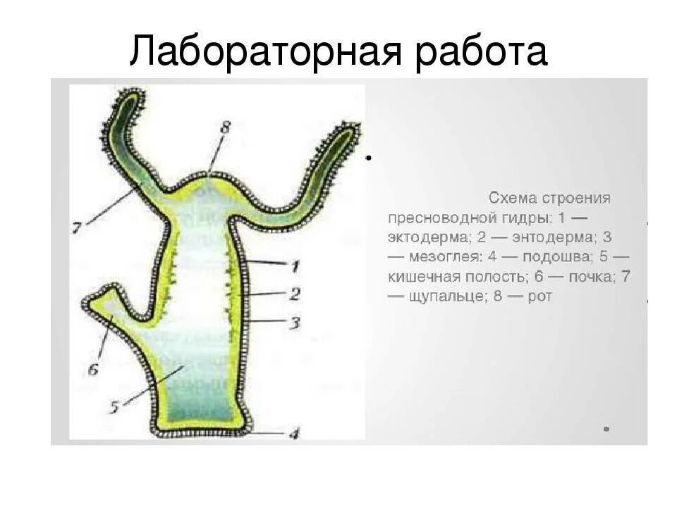 Схема внутреннего строения гидры. Схема внутреннего строения гидры
