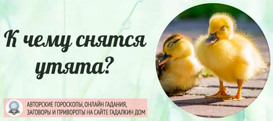 Птенец утенка к чему снится. Сонник утята желтые маленькие живые. К чему снится много уток?. К чему снятся маленькие утята женщине живые.