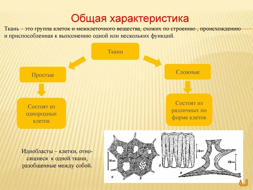 Ткани растений и их характеристика. Общая характеристика тканей. Ткани растений. Простые и сложные ткани. Сложные ткани растений.