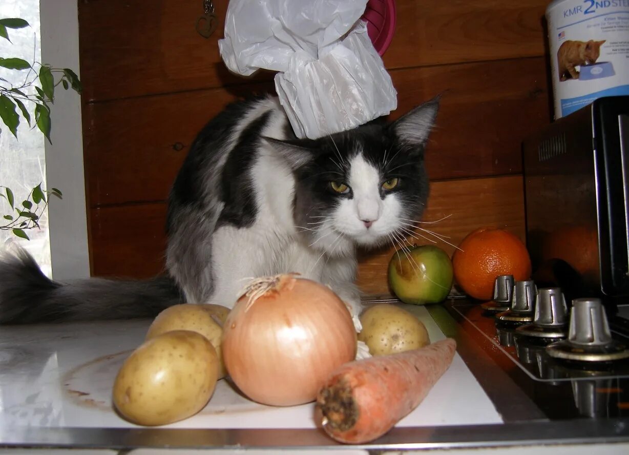 Кошка готовит. Кошка повар. Кот на кухне готовит. Котик готовит еду.