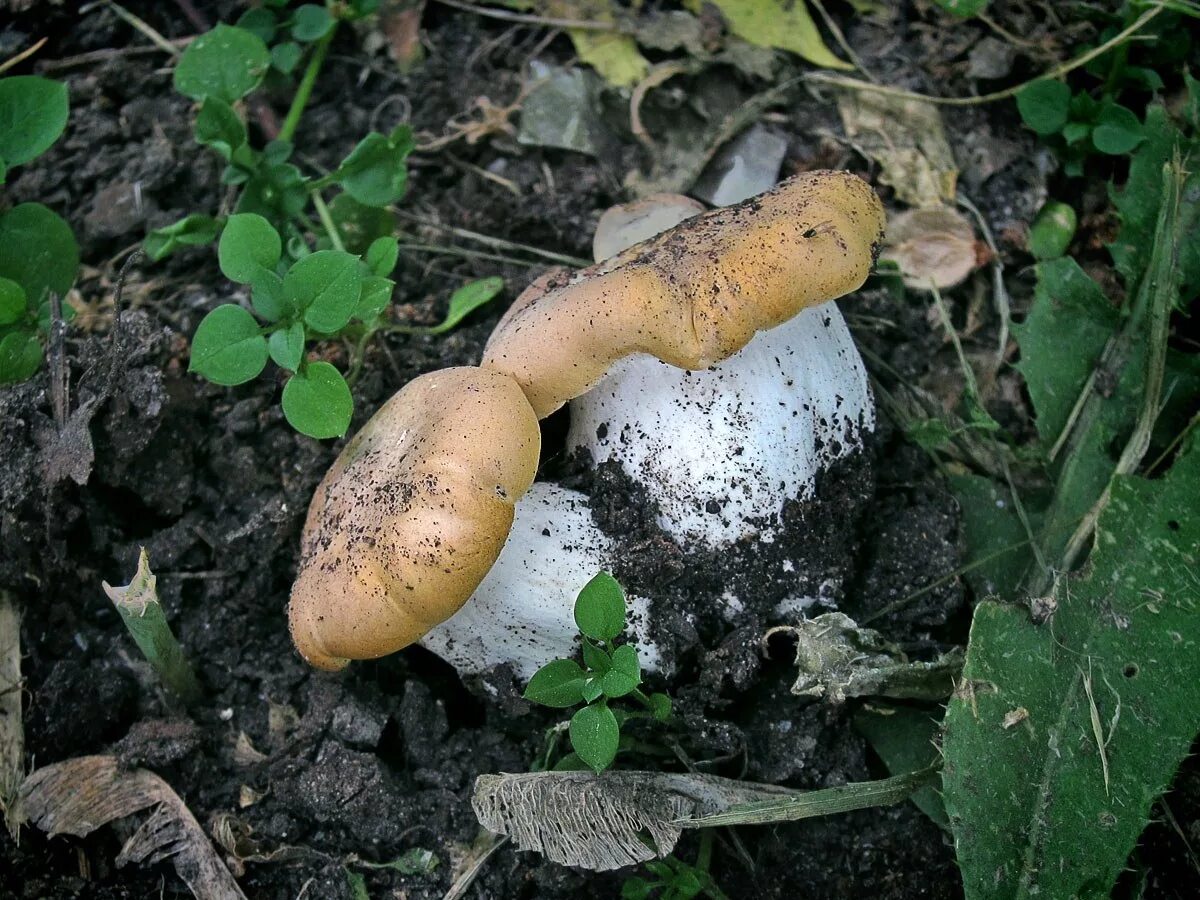 Какие грибы в мае. Майский гриб Calocybe gambosa. Грибы майские рядовки. Майский гриб рядовка Майская. Грибы майские пластинчатые.