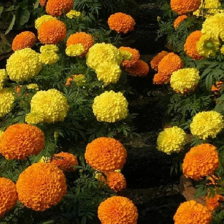 бархатцы тайшан описание. бархатцы тайшан золотые семена алтая. бархатцы прямостоячие тайшан еллоу. бархатцы прямостоячие тайшан микс. бархатцы фантастика лимонные 0,2гр ц/п аэлита.