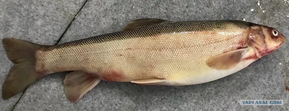 маринка обыкновенная рыба. рыба среднеазиатская маринка.