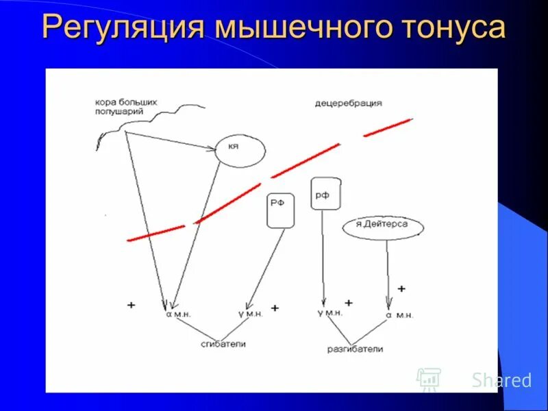 состояние мышечного тонуса бульбарного животного. за регуляцию мышечного тонуса отвечает. за регуляцию мышечного тонуса отвечает. механизмы регуляции мышечного тонуса физиология. схема спинальных механизмов регуляции мышечного тонуса.