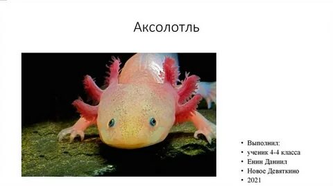 Схема аксолотля