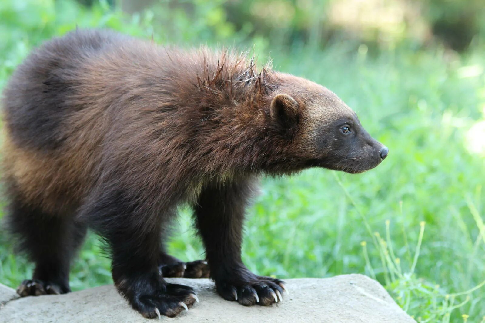 Росомаха фото зверя. Росомаха (Gulo Gulo). Росомаха Сибирская. Восточно Сибирская Росомаха. Росомаха в Сибири.