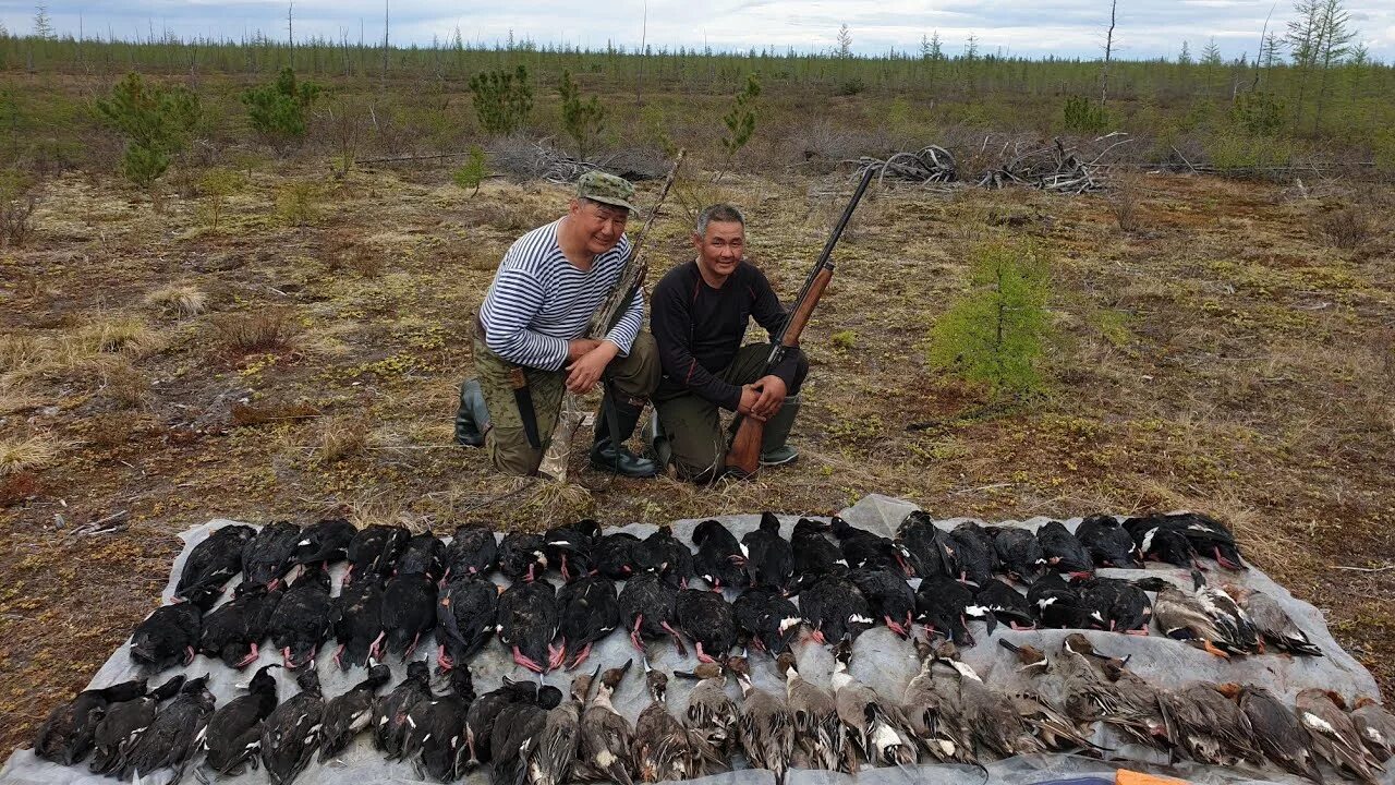 Охота на турпана в Якутии. Охота на турпана в Якутии 2020. Утка Турпан в Якутии. Охота якутске