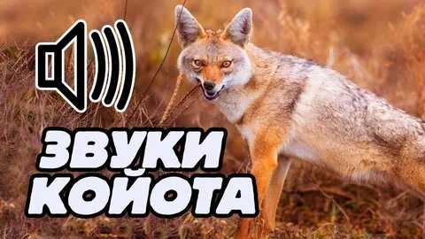 Шакал слушать