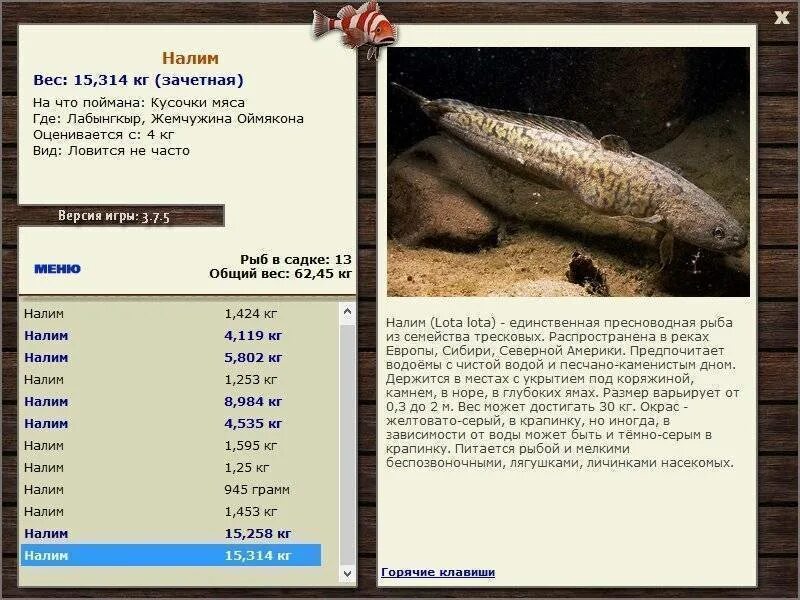 Кратчайшее содержание налим. Налим вес рыбы. налим семейство тресковых. налим максимальный размер. налим размеры.