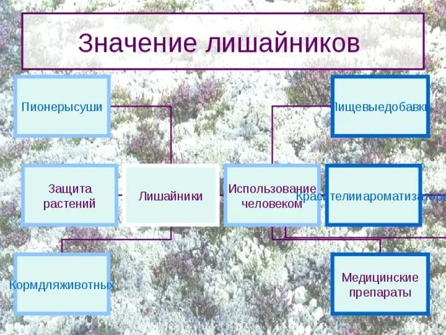 Лишайники в природе и жизни человека. Значение лишайников. Значение лишайников лишайников. Лишайники роль в природе.