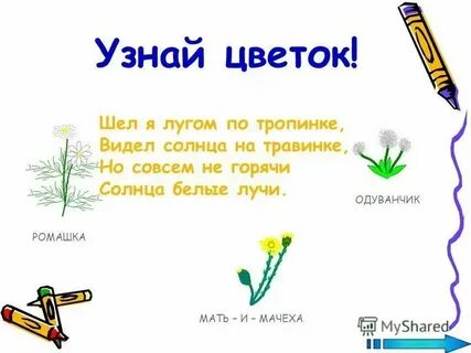 Загадка не цветы а вянут