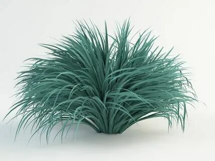 Blue grass