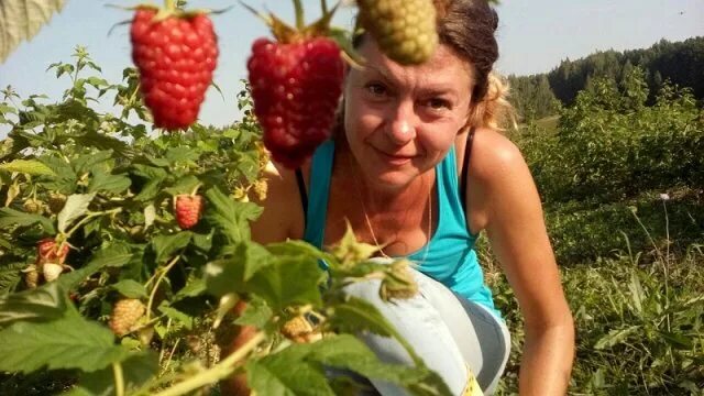 Ягодная ферма гущиных. Ягодная ферма.