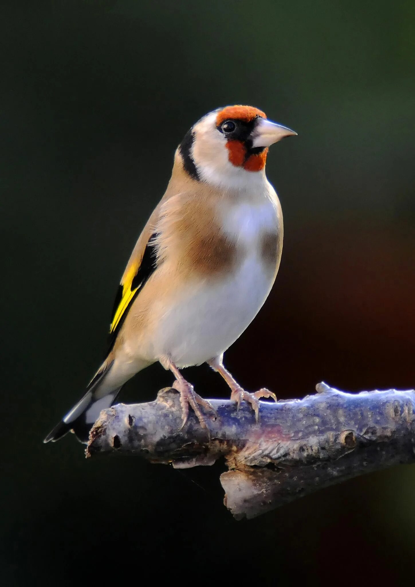 Щегол это. Черноголовый щегол. черноголовый щегол птица. щегол - goldfinch. черноголовый щегол зеленушка.