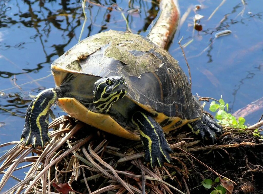 Красноухая Болотная черепаха. Морская Болотная черепаха. Pseudemys peninsularis. Дикие красноухие черепахи. Черепахи в озерах