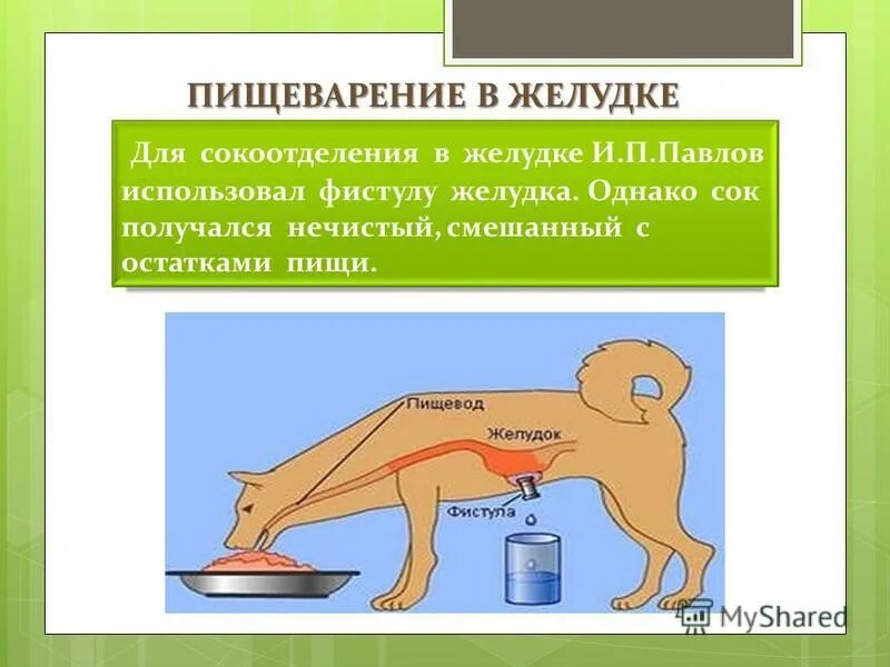 Опыты Павлова с собаками по пищеварению. Регуляция пищеварения собака Павлова.