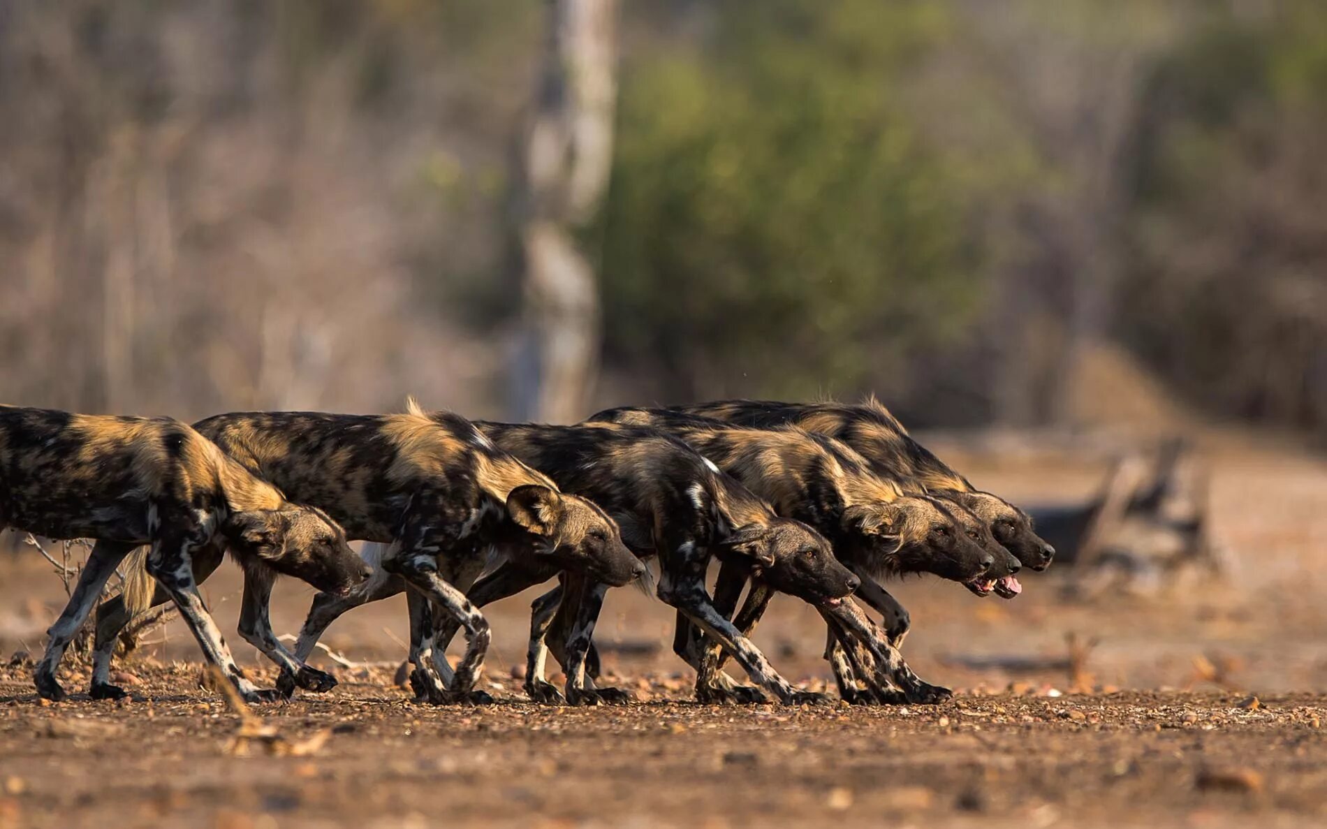 Дикая собака гиеновидная. Wild dogs группа. Гиены в африке. The rods wild dogs. Гиеновидная собака и гиена.