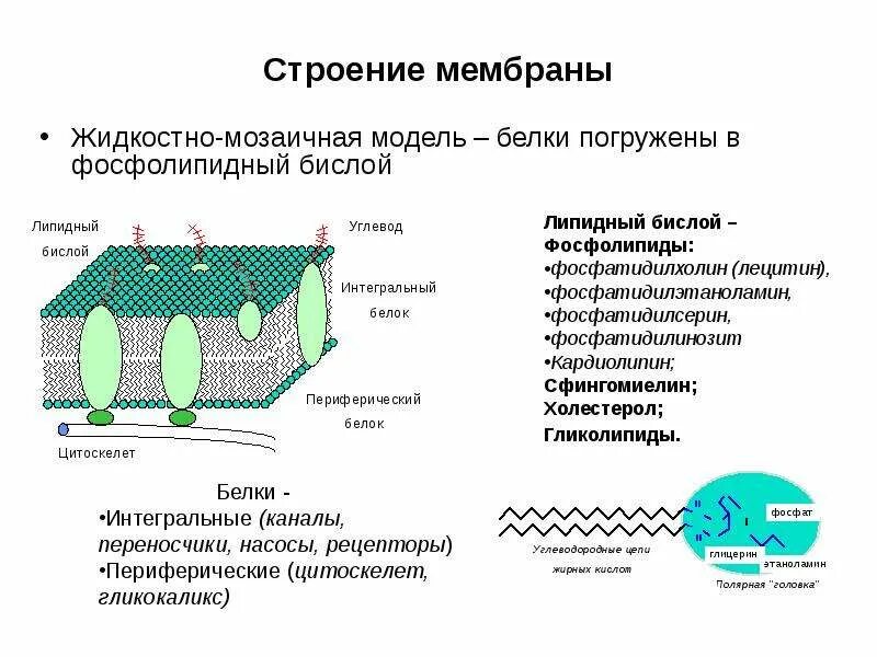 Как называется мембрана