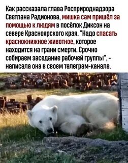 Как чувствует белая