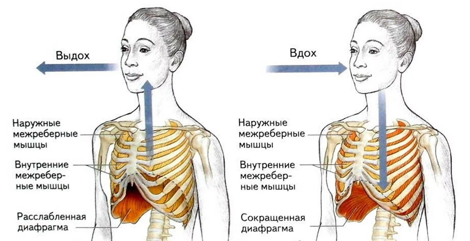 Внутренниемежрёберные мышцы. Наружные межреберные мышцы. При выдохе реберные мышцы. Внутренние межреберные мышцы.