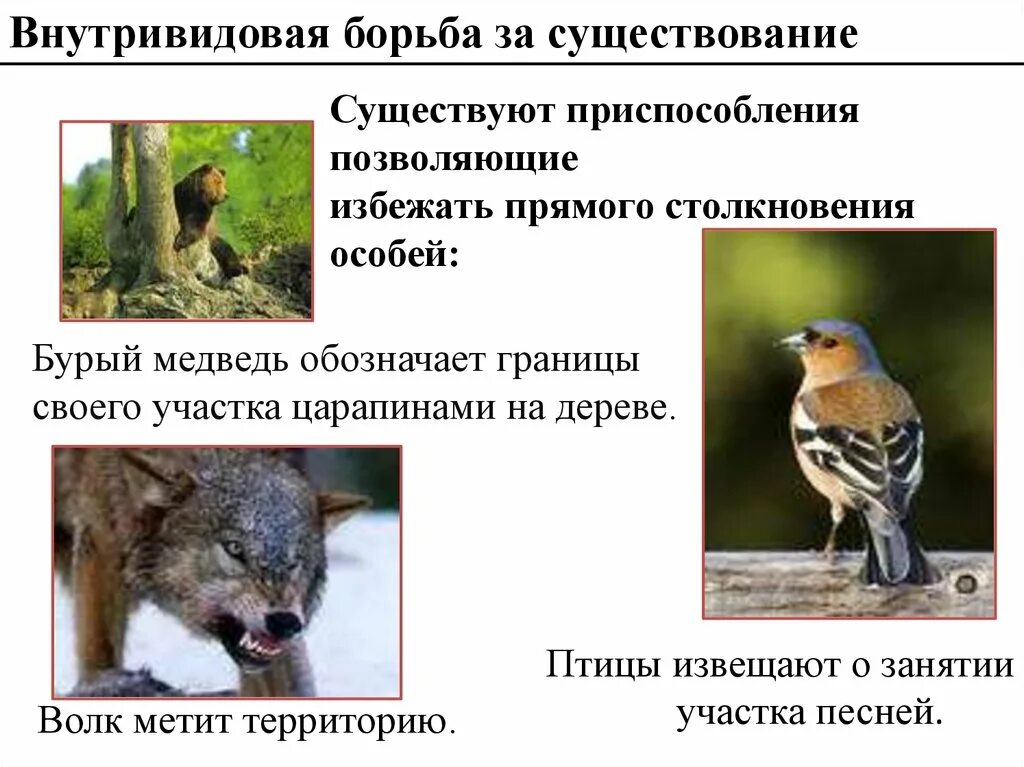 Борьба за существование предложение. Прямая и косвенная борьба за существование. внутривидовая борьба. внутривидовая борьба примеры. формы внутривидовой борьбы.