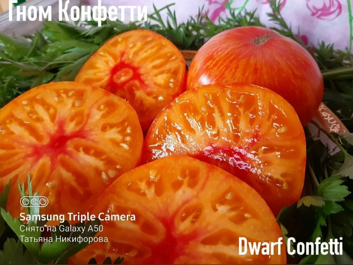 Томат Гном Бренди Фрэд (Dwarf Brandy Fred), 5 шт. Premium Selection, купить в ин