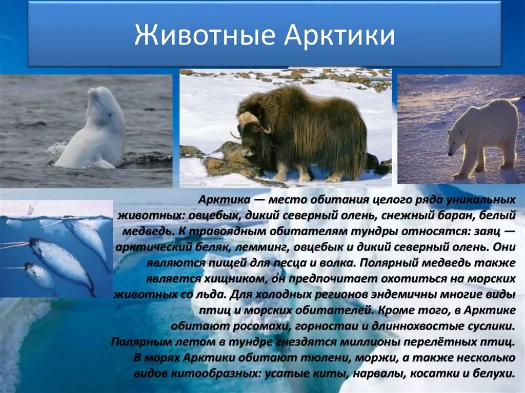Животный мир Арктики арктических пустынь. Сообщение о животных Арктики. Доклад о животных Арктики. Презентация на тему Арктика.