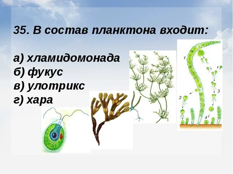 Что входит в состав планктона. Синезелёные водоросли презентация. В состав фитопланктона входит. Входит в состав зоопланктона. В состав планктона входят