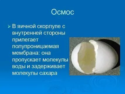 Какую роль выполняет скорлупа