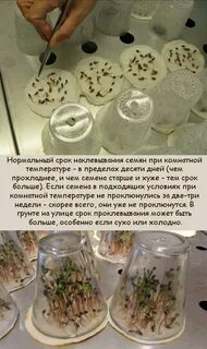 Как прорастить семена сосны