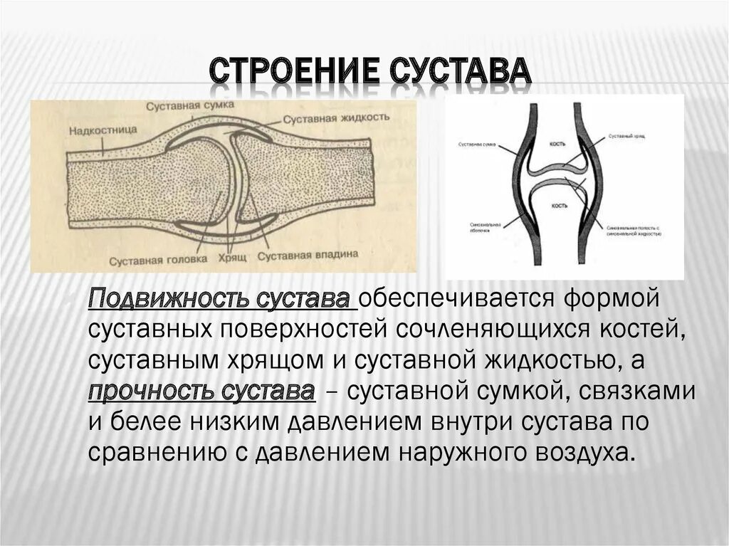 Какие структуры сустава обозначены цифрами. Строение сустава. Схема строения сустава. План строения сустава. Зарисовать строение сустава.