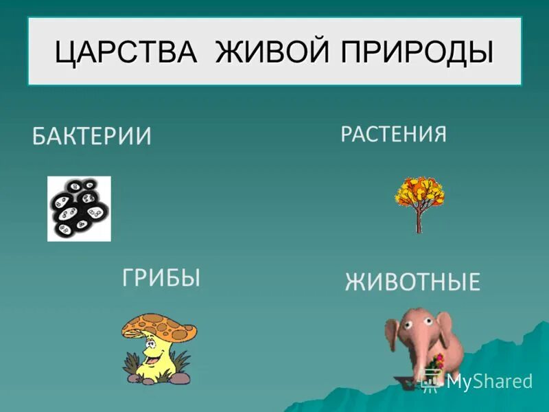 царства живой природы 3 класс окружающий мир схема. царство грибы 3 класс. три царства живой природы. царства окружающий мир 3 класс. царства окружающий мир 3 класс.