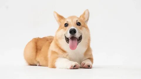 Стейкинг dogs