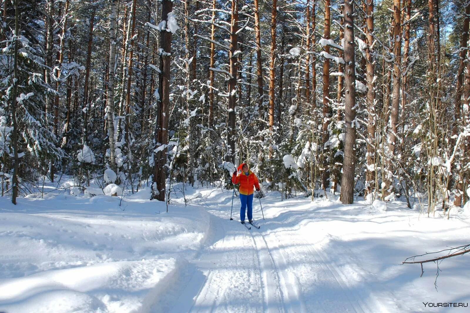 В лесу зимой можно. Лыжня в Сосновом Бору Новосибирск. Лыжная база Шуя Осиновая гора. Парк Сосновый Бор Лыжня Новосибирск. Карагайский Бор лыжные трассы.