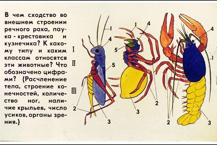 Ракообразные паукообразные насекомые конечности. Внешнее строение членистоногих таблица. Строение членистоногих насекомых. Общий план строения членистоногих. Тип Членистоногие класс насекомые.