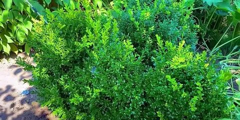 Как спасти самшит
