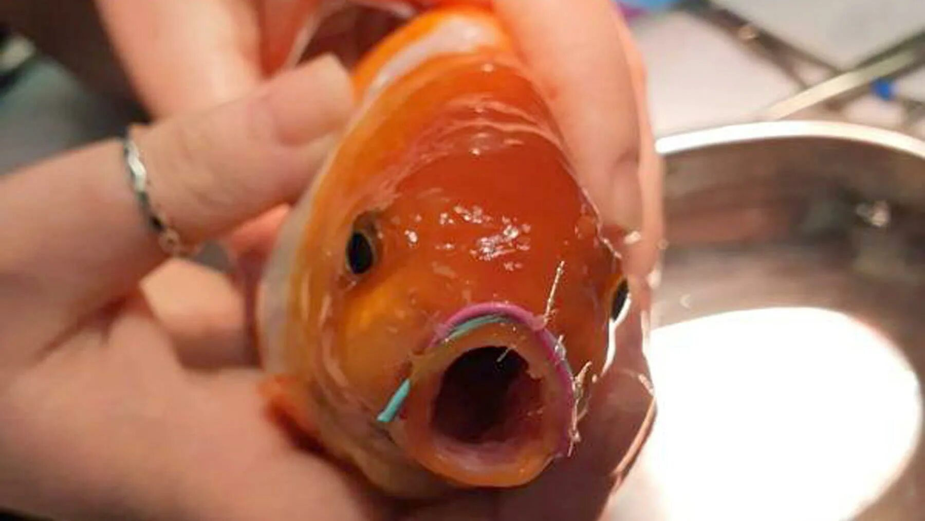Может ли рыба съесть человека. Рыбка проглотила камень. Операция золотой рыбки.